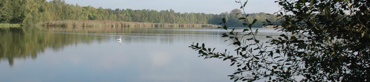 vijver